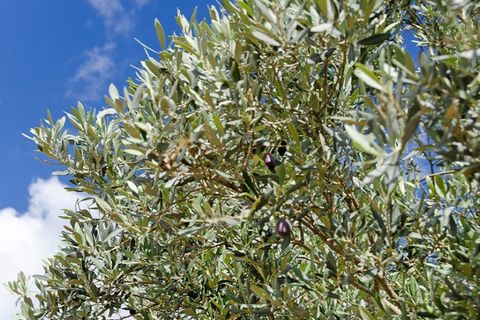 Landejendom i Pollenca, Mallorca, Pollenca - € 5.500.000 | Ref: 6829 - foto 16
