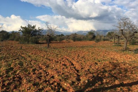 Terra a Es Garrovers, Mallorca, Es Garrovers - € 980.000 | Ref: 6793 - foto 3