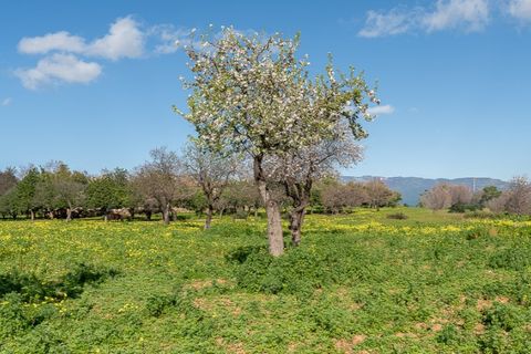 Landejendom i Establiments, Mallorca, Establiments - € 2.750.000 | Ref: 6777 - foto 2