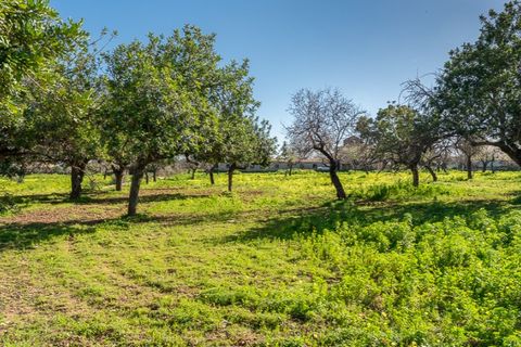 Landejendom i Establiments, Mallorca, Establiments - € 2.750.000 | Ref: 6777 - foto 20