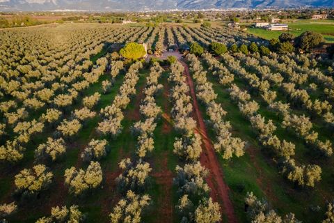Landejendom i Sencelles, Mallorca, Sencelles - € 3.293.000 | Ref: 6701 - foto 19