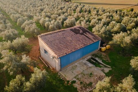 Landejendom i Sencelles, Mallorca, Sencelles - € 3.293.000 | Ref: 6701 - foto 20