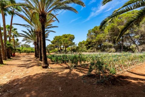 Landejendom i Campos, Mallorca, Campos - € 3.050.000 | Ref: 6592 - foto 17