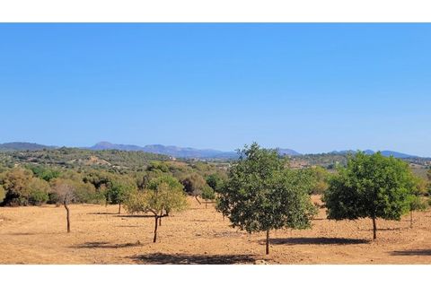 Terra a Manacor, Mallorca, Manacor - € 390.000 | Ref: 6282 - foto 3