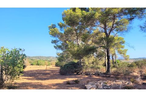 Terra a Manacor, Mallorca, Manacor - € 390.000 | Ref: 6282 - foto 16
