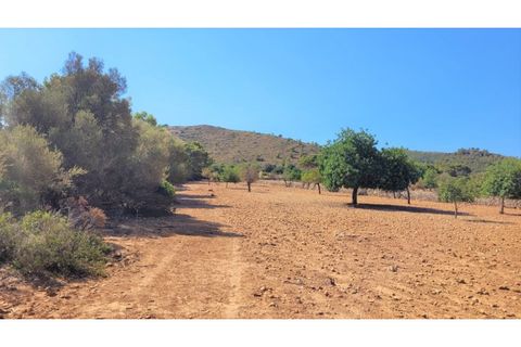Terra a Manacor, Mallorca, Manacor - € 390.000 | Ref: 6282 - foto 17