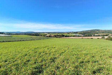 Terra a Manacor, Mallorca, Manacor - € 385.000 | Ref: 6262 - foto 3