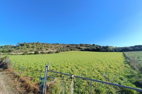 Terra a Manacor, Mallorca, Manacor - € 385.000 | Ref: 6262 - foto 5