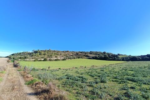 Terra a Manacor, Mallorca, Manacor - € 385.000 | Ref: 6262 - foto 6