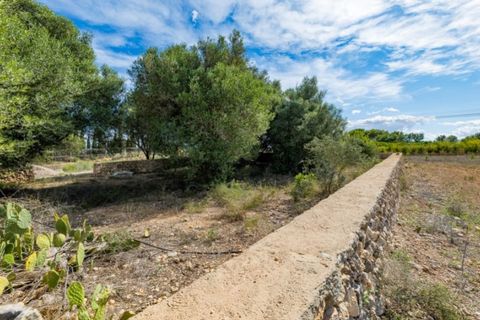 Terra a Manacor, Mallorca, Manacor - € 550.000 | Ref: 6089 - foto 2
