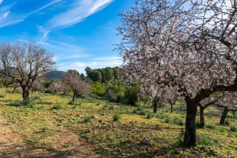 Landejendom i Alaro, Mallorca, Alaro - € 2.200.000 | Ref: 5409 - foto 6