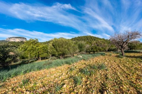 Landejendom i Alaro, Mallorca, Alaro - € 2.200.000 | Ref: 5409 - foto 9