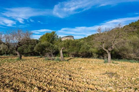 Landejendom i Alaro, Mallorca, Alaro - € 2.200.000 | Ref: 5409 - foto 10