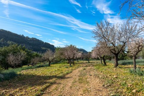 Landejendom i Alaro, Mallorca, Alaro - € 2.200.000 | Ref: 5409 - foto 12