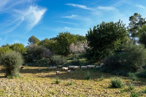 Landejendom i Alaro, Mallorca, Alaro - € 2.200.000 | Ref: 5409 - foto 15