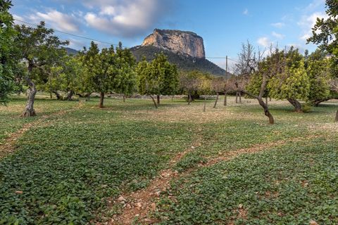 Landejendom i Alaro, Mallorca, Alaro - € 6.500.000 | Ref: 5343 - foto 6