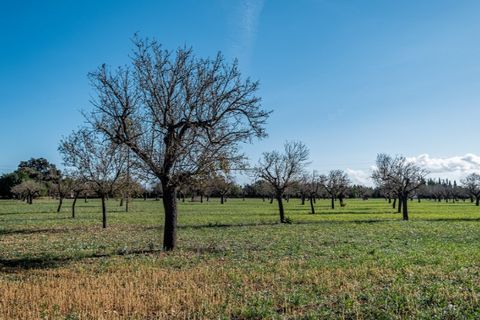 Landejendom i Binissalem, Mallorca, Binissalem - € 3.500.000 | Ref: 5951 - foto 9