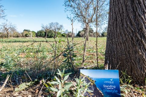 Landejendom i Binissalem, Mallorca, Binissalem - € 3.500.000 | Ref: 5951 - foto 10