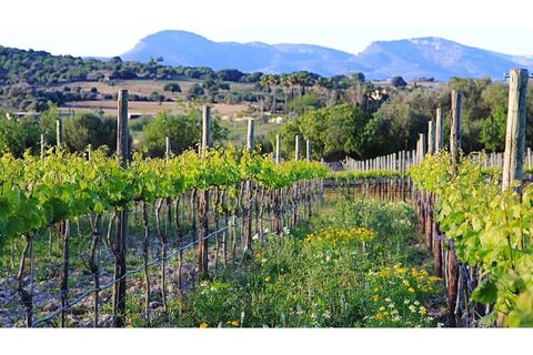 Landejendom i Manacor, Mallorca, Manacor - € 9.500.000 | Ref: 5987 - foto 28