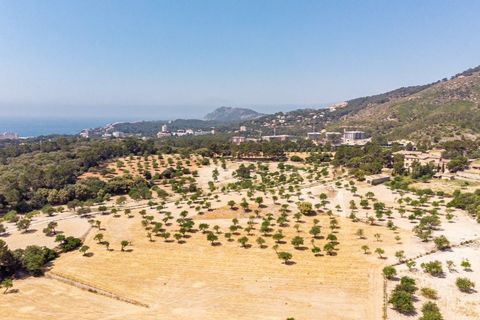 Landejendom i Calvia, Mallorca, Calvia - € 15.000.000 | Ref: 4157 - foto 19