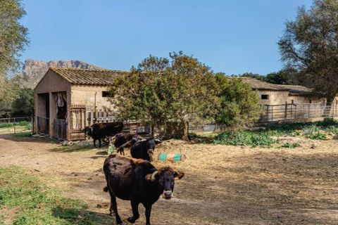Landejendom i Arta, Mallorca, Arta - € 7.800.000 | Ref: 4021 - foto 14