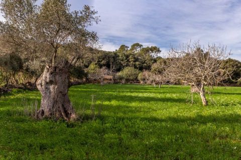 Herregård i Pollenca, Mallorca, Pollenca - € 890 000 | Ref: 3908 - foto 17