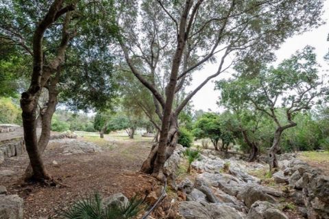 Herregård i Pollenca, Mallorca, Pollenca - € 3 500 000 | Ref: 1130 - foto 22