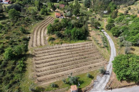 Villa a Penalva do Castelo, Viseu, Penalva do Castelo - € 250.000 | Ref: 389260061 - foto 25