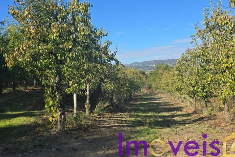 Landejendom i Tarouca, Viseu, Tarouca - € 950.000 | Ref: SV 1826 - foto 10