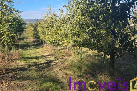 Landejendom i Tarouca, Viseu, Tarouca - € 950.000 | Ref: SV 1826 - foto 12