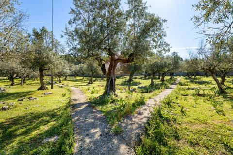 Terra a Minde, Santarem, Minde - € 98.000 | Ref: TOP2692 - foto 2