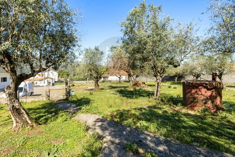 Terra a Minde, Santarem, Minde - € 98.000 | Ref: TOP2692 - foto 4