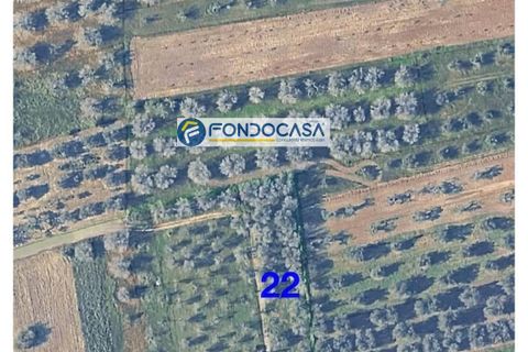 Terra a Collepasso, Lecce, Collepasso - € 30.000 | Ref: 208 - foto 2