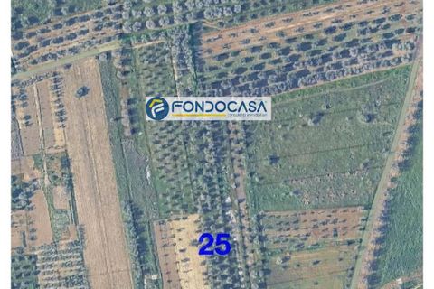 Terra a Collepasso, Lecce, Collepasso - € 30.000 | Ref: 208 - foto 3
