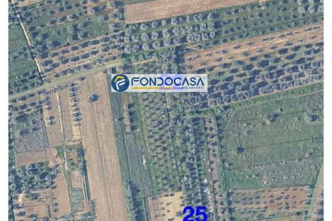 Terra a Collepasso, Lecce, Collepasso - € 30.000 | Ref: 208 - foto 4