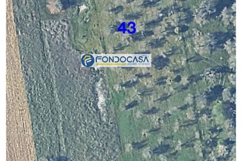 Terra a Collepasso, Lecce, Collepasso - € 30.000 | Ref: 208 - foto 7