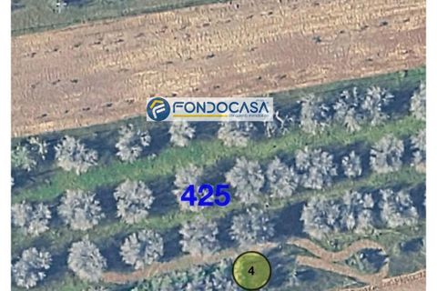 Terra a Collepasso, Lecce, Collepasso - € 30.000 | Ref: 208 - foto 10