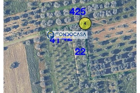 Terra a Collepasso, Lecce, Collepasso - € 30.000 | Ref: 208 - foto 11