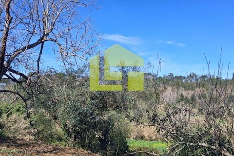 Helårsgrund i Condeixa-a-Nova, Coimbra, Condeixa-a-Nova - € 70.000 | Ref: LT1468 - foto 27
