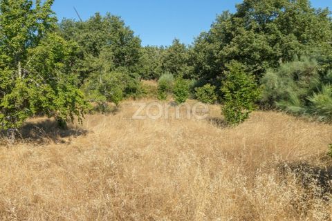Helårsgrund i Codesseiro, Guarda, Codesseiro - € 57.500 | Ref: ZMPT582101 - foto 34