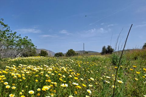 Helårsgrund i Teulada, Alicante, Teulada - € 1.800.000 | Ref: N3134 - foto 6