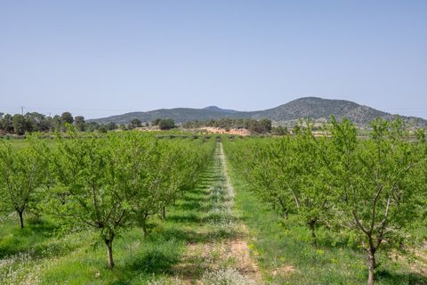 Landejendom i Raspay, Murcia, Raspay - € 299.950 | Ref: CF3327 - foto 8