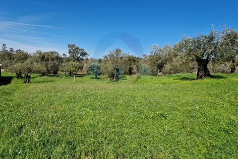 Helårsgrund i Pombal, Leiria, Pombal - € 40.000 | Ref: SÒL_364 - foto 18