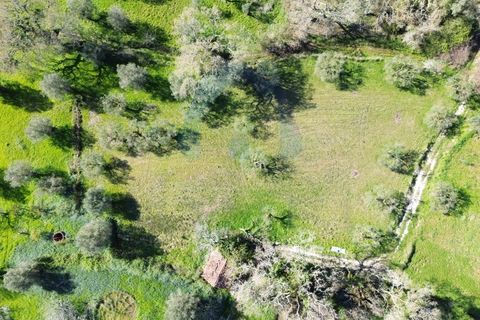 Helårsgrund i Pombal, Leiria, Pombal - € 30.000 | Ref: TER_363 - foto 4