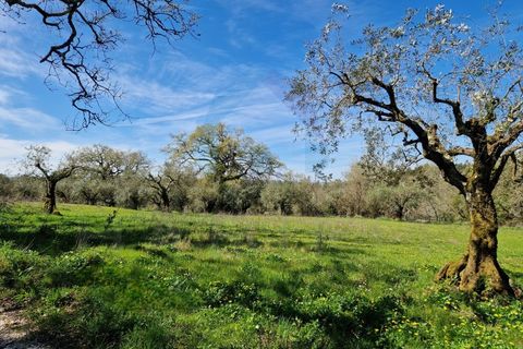 Helårsgrund i Pombal, Leiria, Pombal - € 30.000 | Ref: TER_363 - foto 6