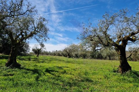 Helårsgrund i Pombal, Leiria, Pombal - € 30.000 | Ref: TER_363 - foto 7