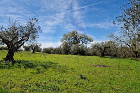 Helårsgrund i Pombal, Leiria, Pombal - € 30.000 | Ref: TER_363 - foto 8