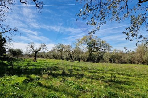 Helårsgrund i Pombal, Leiria, Pombal - € 30.000 | Ref: TER_363 - foto 9