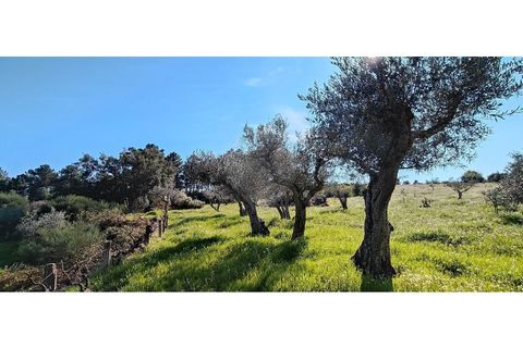 Helårsgrund i Valpacos, Vila Real, Valpacos - € 66.500 | Ref: 126381027-13 - foto 6