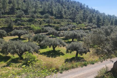 Landejendom i Mora D'ebre, Tarragona, Mora D'ebre - € 21.000 | Ref: L1026M - foto 14